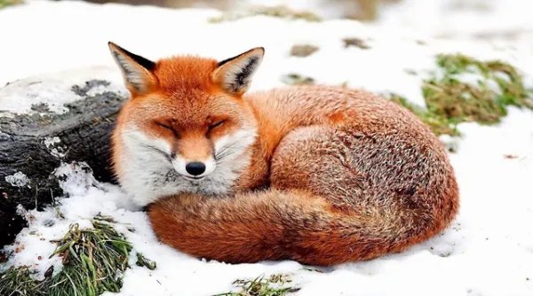 稀缺红狐为什么偏偏在大兴安岭出没,而不是其他地方?