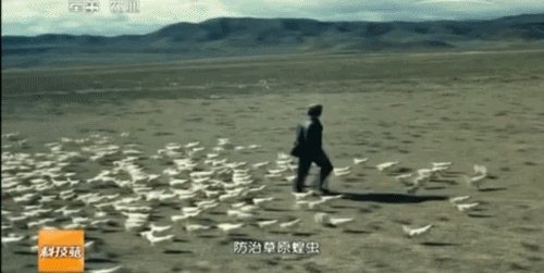 如何看待黄脊竹蝗已经入侵我国云南普洱市累积发生面积近10万亩，将会造成什么样的影响?应该如何应对？