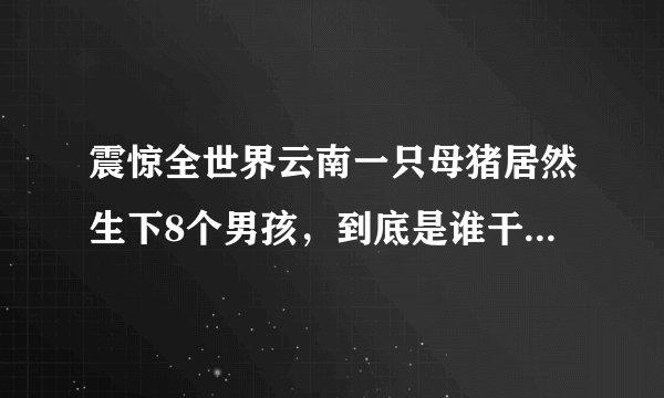 震惊全世界云南一只母猪居然生下8个男孩，到底是谁干的！？...如题 谢谢了