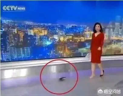 主持节目时高跟鞋掉了怎么办?