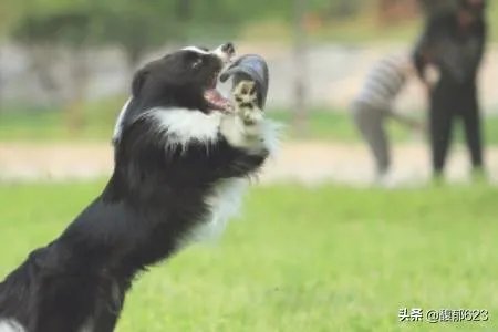 边境牧羊犬如何训练？