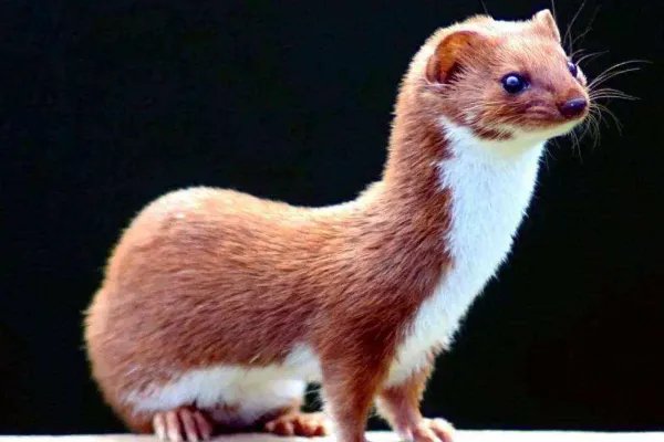 黄鼠狼为什么要拜月?