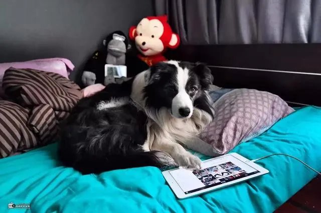 都说边境牧羊犬的智商第一，真的是这样吗？