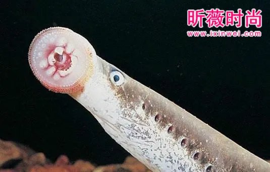 男子河中游泳意外发现这奇怪生物（图）