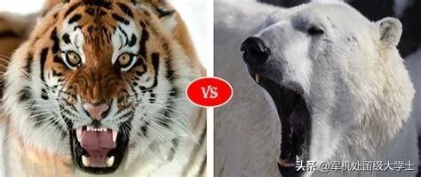 老虎和北极熊，谁更厉害？