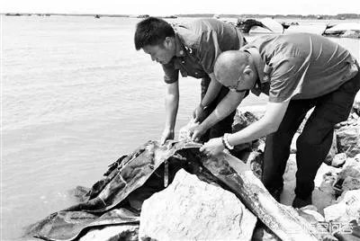 前几天出现的“三峡水怪”是什么,会是未知的生物吗?