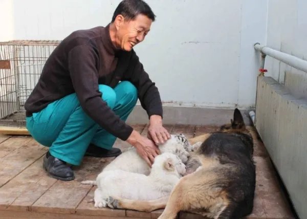 上海动物园群熊撕咬饲养员,猛兽饲养员和猛兽间到底有没有感情?