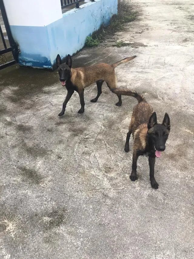 狗狗泪痕怎么解决?