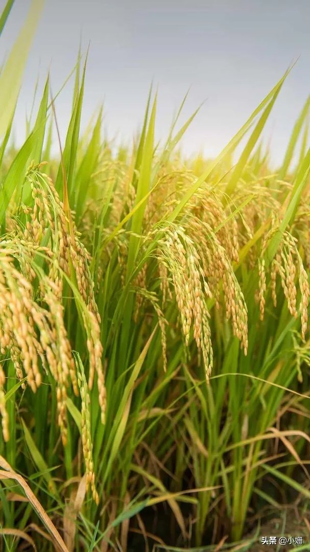 军训教官手抓学生剩饭当场吃掉,对此你有什么感想?