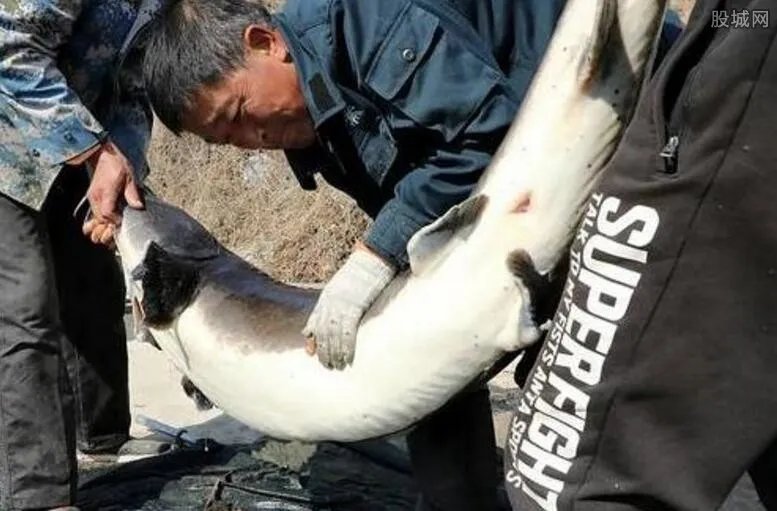 68条鱼600万 被称为黑黄金鱼一条价值10多万