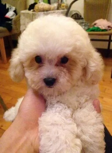 狗狗泪痕怎么解决?