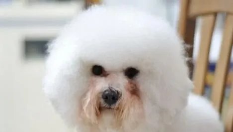 狗狗泪痕怎么解决?