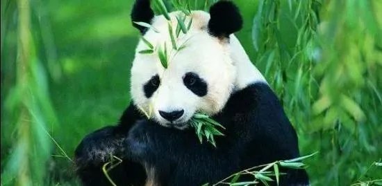 大连大熊猫跟游客击掌，大熊猫在动物园都有怎样的待遇？