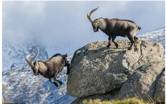 两只山羊悬崖边搏斗输者会被迫怎么做？