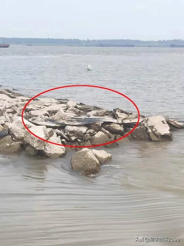 前几天出现的“三峡水怪”是什么,会是未知的生物吗?