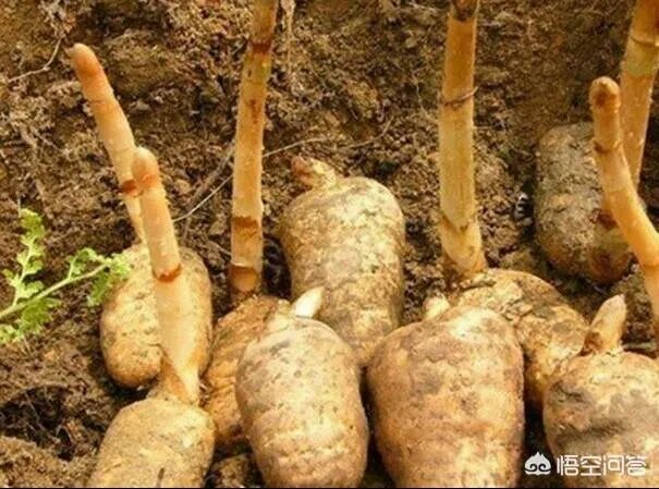 人工栽培天麻有哪些技术要求？人工的有哪些特点？