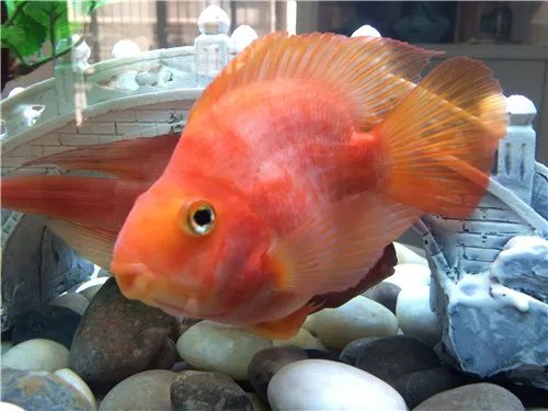 鹦鹉鱼繁殖技巧有什么 怎样让鹦鹉鱼开始繁殖呢