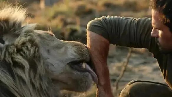 狮语者:花16年与狮子交谈 如今送走自己最爱的狮子王