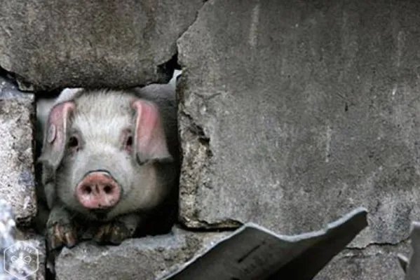 14岁的猪坚强已瘦骨嶙峋,14岁的猪相当于人类的多少岁?