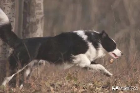 边境牧羊犬如何训练？