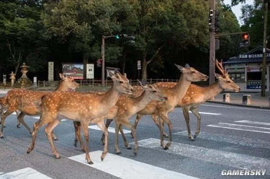 日本北海道梅花鹿泛滥成灾 现支持人们猎鹿