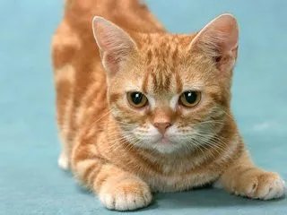 长时间不在家如何防家里进贼