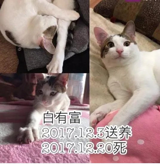 收养9猫为何相继摔死？
