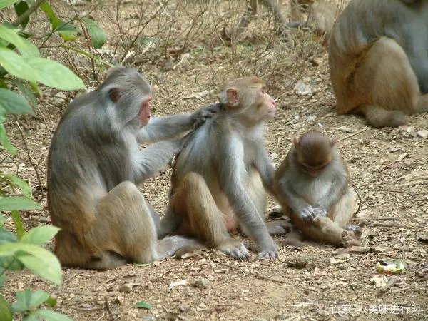 为什么猴子爱给同伴捉虱子？