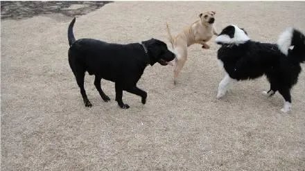 疫情严重民众依然遛狗,意大利一市长发飙怼市民,你怎么看?