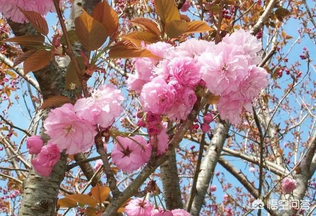 北京玉渊潭的樱花开了吗？