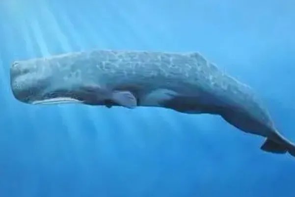 十大最大的海洋生物排名,第一是蓝鲸,虎鲸上榜