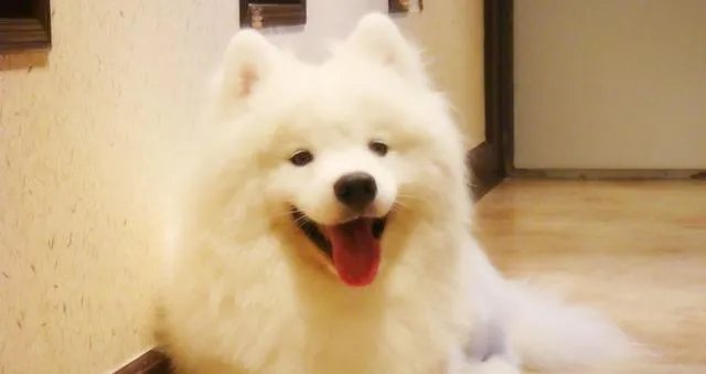 狗狗泪痕怎么解决?