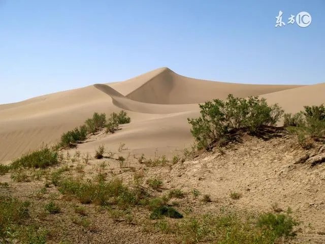 科学家发现大片隐形森林 地球上七座最奇特森林盘点