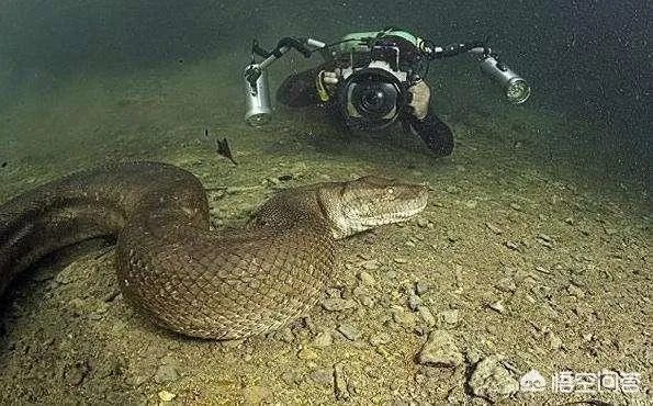 前几天出现的“三峡水怪”是什么,会是未知的生物吗?