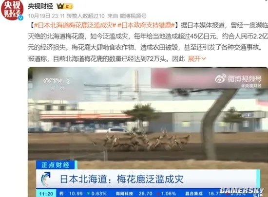 日本北海道梅花鹿泛滥成灾 现支持人们猎鹿