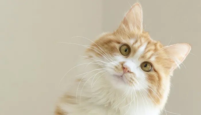 高铁能托运宠物吗 高铁能携带宠物吗