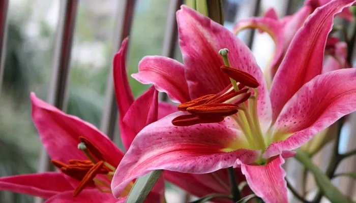 5月20日送女朋友多少朵花