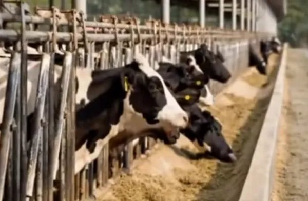 兰州兽研所布病确认阳性3245人,布病到底是啥病?