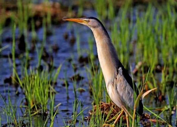 小鸟遇人僵直脖子伪装枯草，这只小鸟是什么品种？