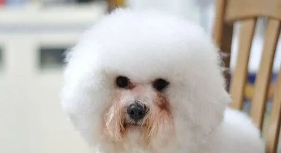 狗狗泪痕怎么解决?