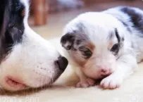 伊宁居民隔离宠物狗被扑杀,涉事干部被免,此事的处理方式有何不妥之处?