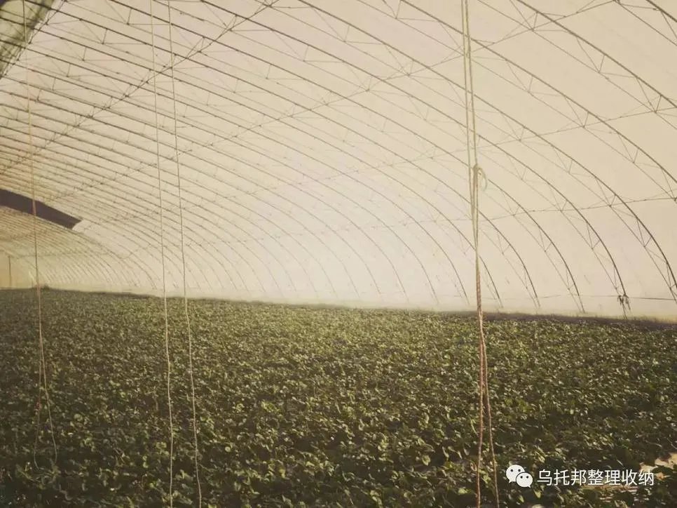 『原创』自己摘,自己动手做美味果汁!有独家秘方!