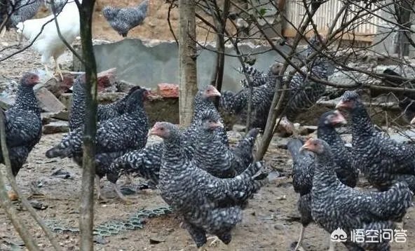 你认为中央电视台的《致富经》能让人致富吗？