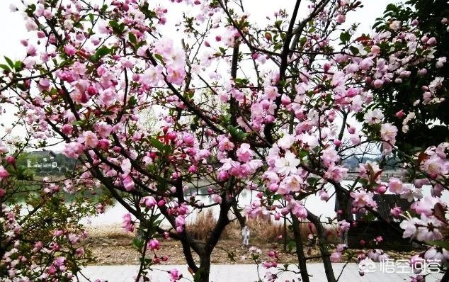 北京玉渊潭的樱花开了吗？