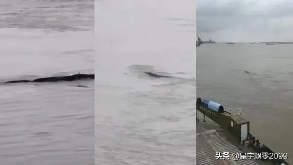 前几天出现的“三峡水怪”是什么,会是未知的生物吗?