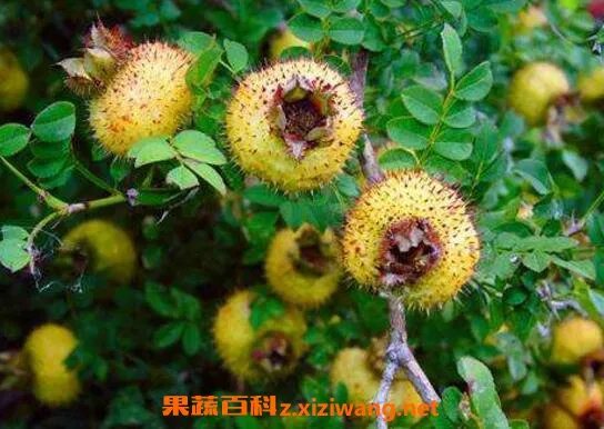 野生刺梨果怎么食用最好？