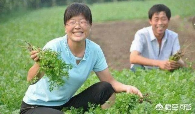 经过“豆你玩”、“姜你军”、“蒜你狠”之后，近期又迎来了“香死你”，你怎么看？